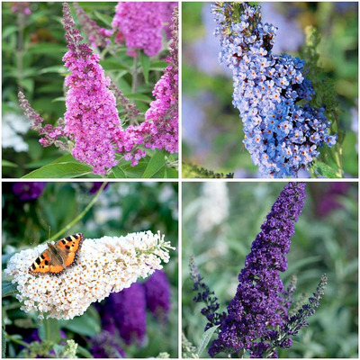 Buddleja davidii 'Buzz' mix Ny&aacute;ri orgona