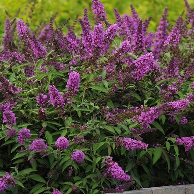 Buddleja davidii Free Petite mix Nyári orgona
