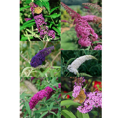 Buddleja davidii mix Ny&aacute;ri orgona fajt&aacute;k