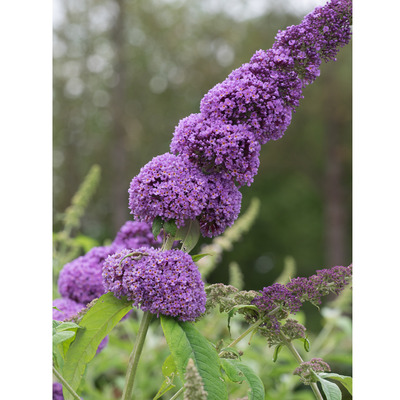 Buddleja davidii 'Orchid Beauty' Nyári orgona