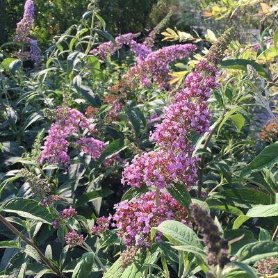 Buddleja davidii 'Pink Delight' Nyári orgona