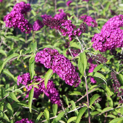 Buddleja davidii 'Royal Red' Nyári orgona