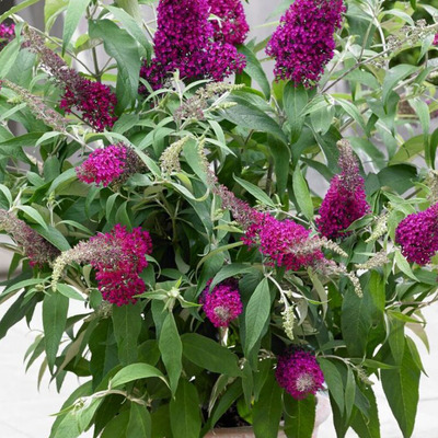 Buddleja davidii 'Sugar Plum' Nyári orgona
