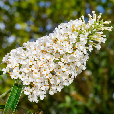 Buddleja davidii 'White Profusion' Nyári orgona