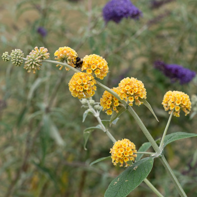 Buddleja weyeriana 'Sungold' Nyári orgona