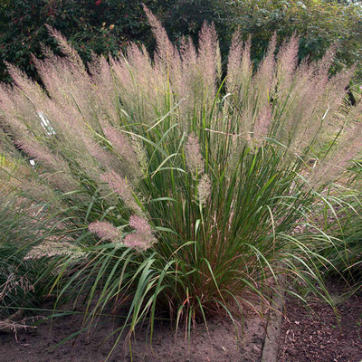 Calamagrostis brachytricha Koreai n&aacute;dtippan
