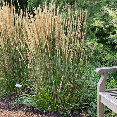 Calamagrostis x acutiflora 'Karl Foerster' Nádtippan