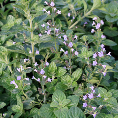 Calamintha nepeta 'Blue Cloud' Pereszlény