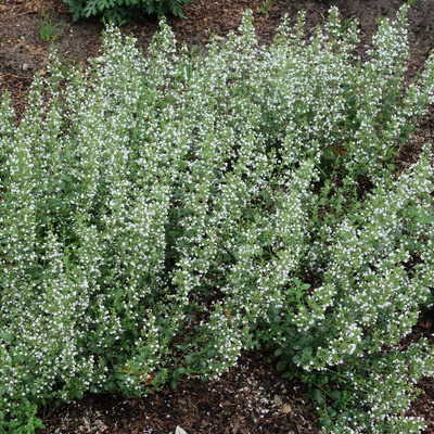 Calamintha nepeta 'Triumphator' Pereszlény