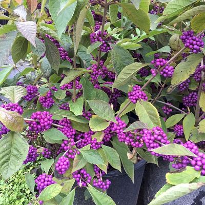 Callicarpa bodinieri 'Profusion' Kínai lilabogyó