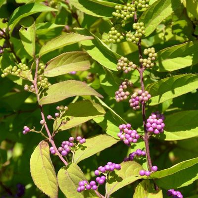Callicarpa dichotoma Lilabogyó