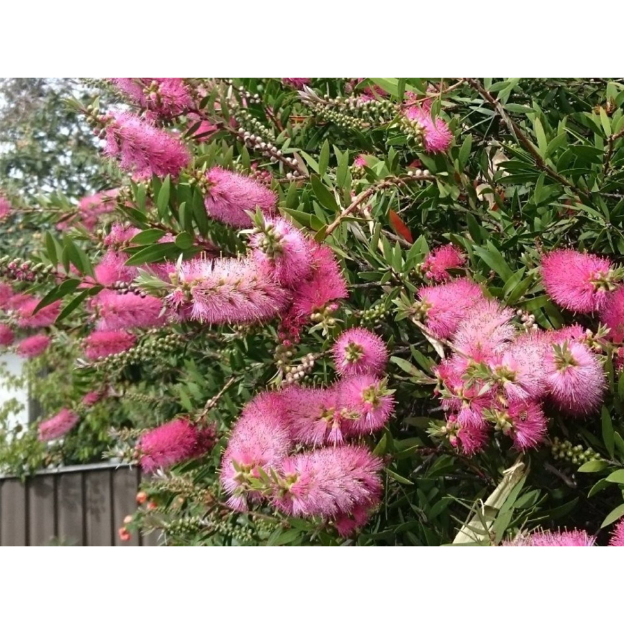 Citrom illatú kefevirág Callistemon citrinus 'Violaceus'