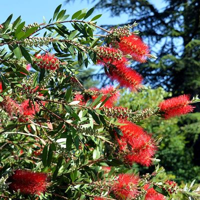 Callistemon laevis Kefevirág