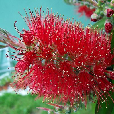 Kefevirág Callistemon laevis