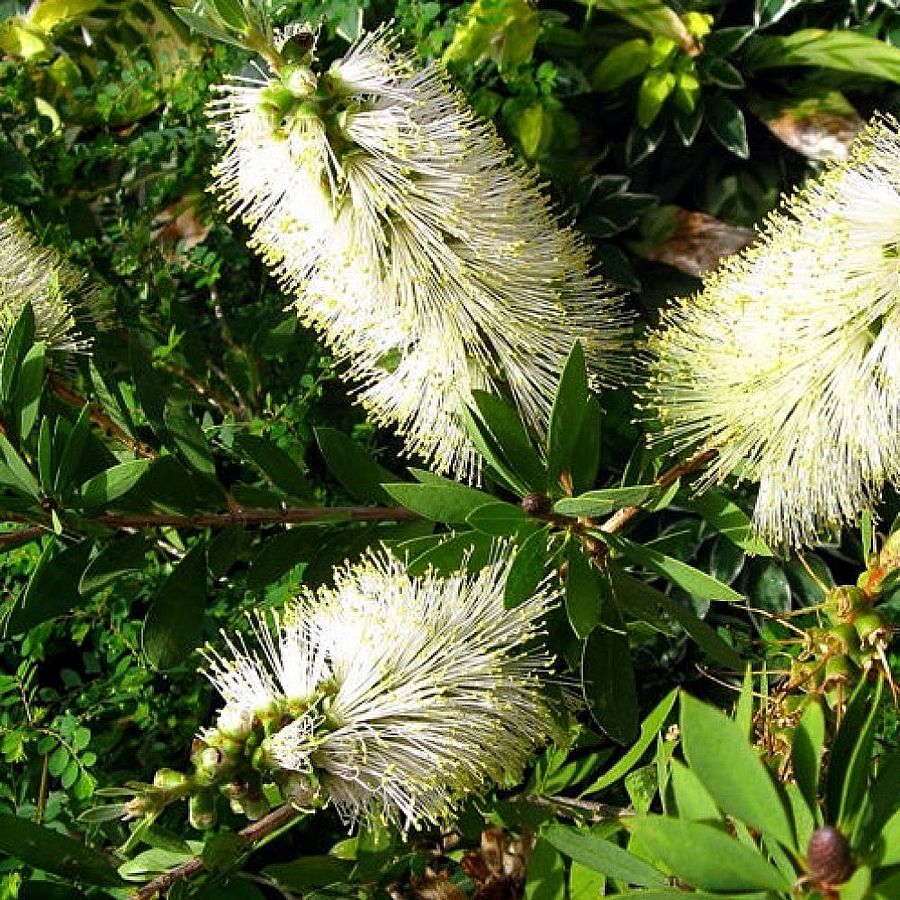 Kefevirág Callistemon pallidus 'Bianco'