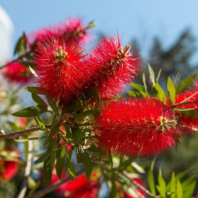 Callistemon citrinus 'Splendens' Kefevir&aacute;g