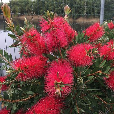 Kefevirág Callistemon laevis