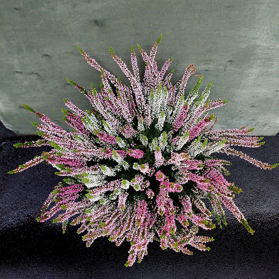 Csarab Calluna vulgaris 'Beauty Ladies Trio'