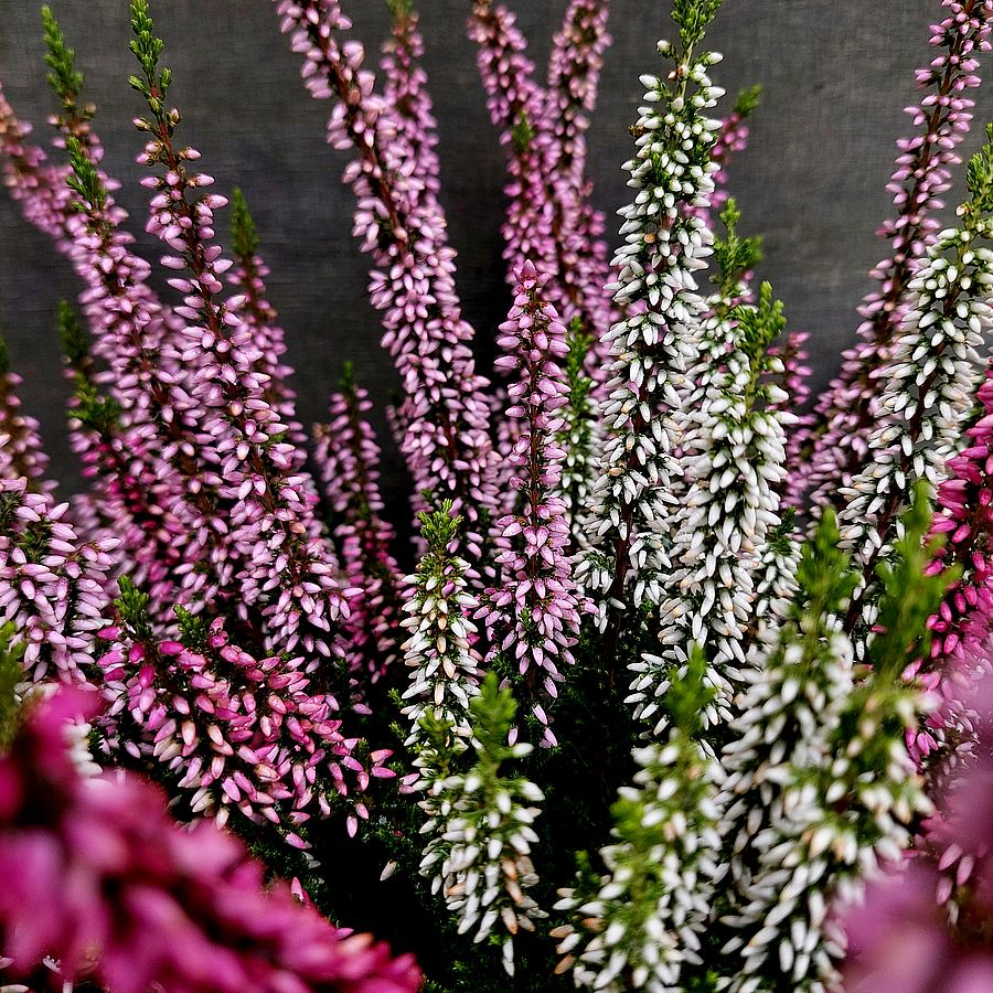 Calluna vulgaris 'Beauty Ladies Trio' Csarab