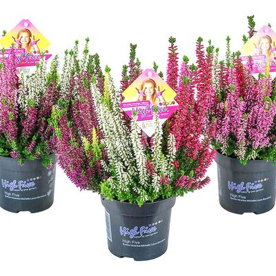 Calluna vulgaris 'Beauty Ladies High Five' Csarab