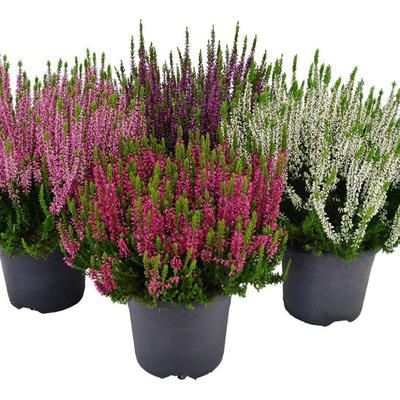 Calluna vulgaris 'Beauty Ladies' mix Csarab