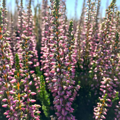 Calluna vulgaris 'Beauty Ladies Seastar' Csarab