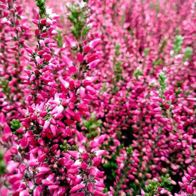 Calluna vulgaris 'Beauty Ladies Sylke' Csarab