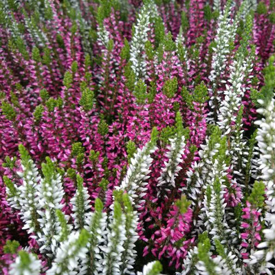 Calluna vulgaris 'Beauty Ladies Twin' Csarab