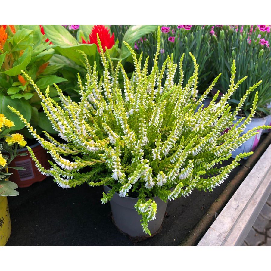 Calluna vulgaris 'Dart's Parrot' Csarab