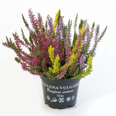 Calluna vulgaris 'Garden Girls Trio' Csarab