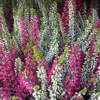 Calluna vulgaris 'Garden Girls Twin' Csarab