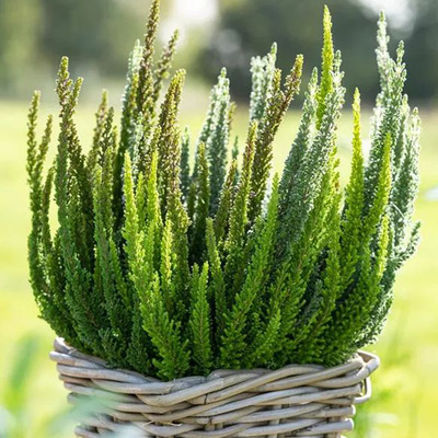 Calluna vulgaris 'Skyline' Csarab