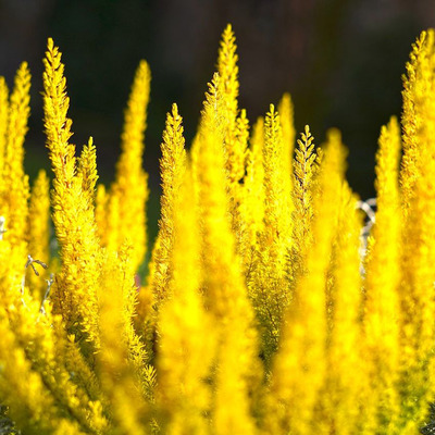 Calluna vulgaris 'Sunset Trio' Csarab