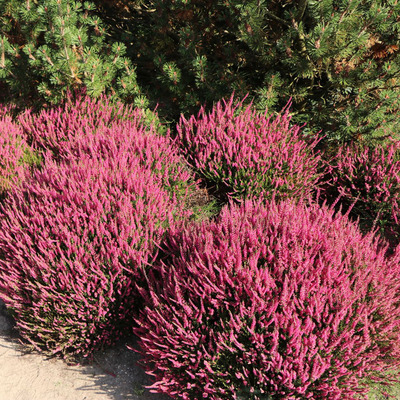 Calluna vulgaris Csarab