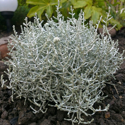 Calocephalus brownii Párnacserje