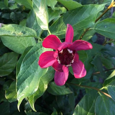 Calycanthus x raulstonii 'Hartlage Wine' Illatos fűszercserje
