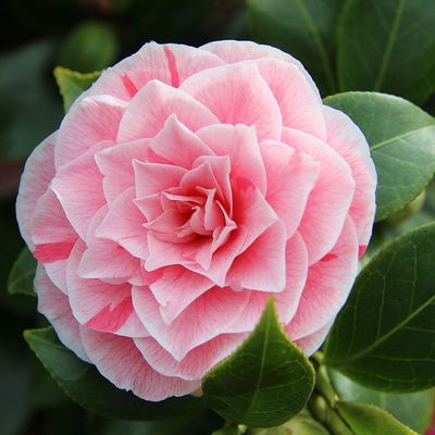 Japán kamélia Camelia japonica mix