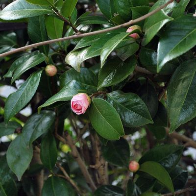 Japán kamélia Camelia japonica mix