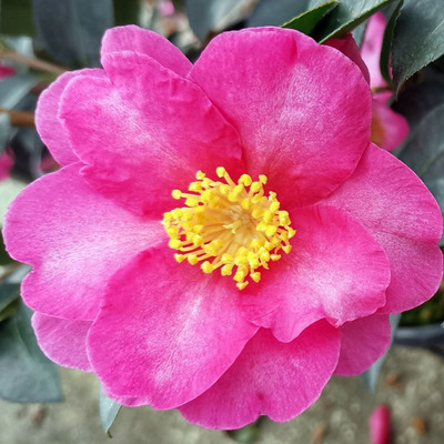 Camelia sasanqua 'Kanjiro' Kar&aacute;csonyi kam&eacute;lia