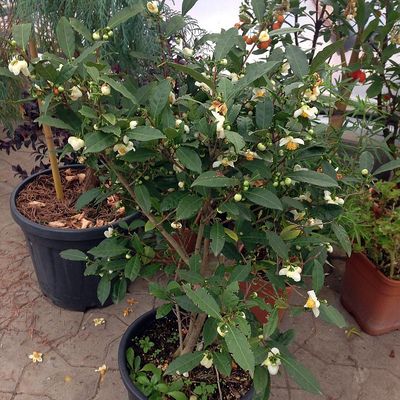 Teacserje Camelia sinensis