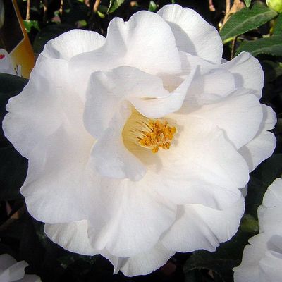 Camelia japonica mix Japán kamélia