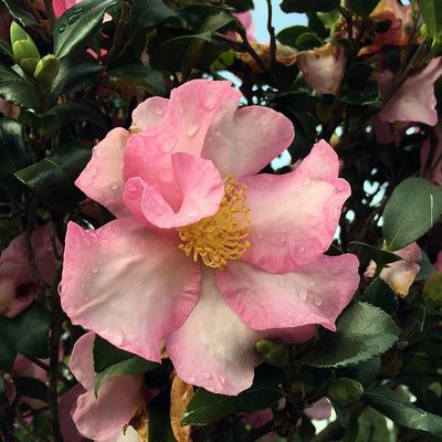 Karácsonyi kamélia Camelia sasanqua 'Cleopatra'