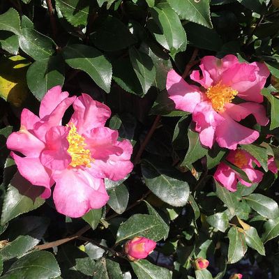 Karácsonyi kamélia Camelia sasanqua 'Cleopatra'