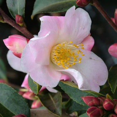 Kam&eacute;lia Camelia 'Fairy Blush'