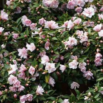Camelia 'Fairy Blush' Kam&eacute;lia