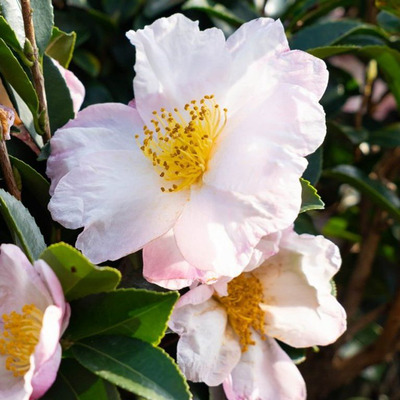 Camelia sasanqua 'Hino De Gumo' Kar&aacute;csonyi kam&eacute;lia