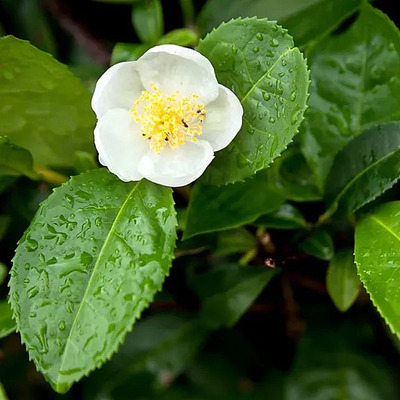 Camelia sinensis Teacserje