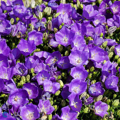 Campanula carpatica 'Perla Blue' Kárpáti harangvirág