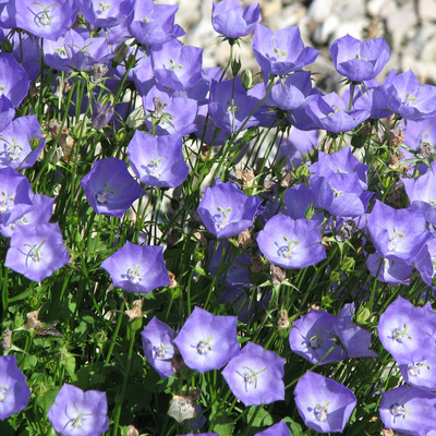 Harangvir&aacute;g fajt&aacute;k Campanula mix