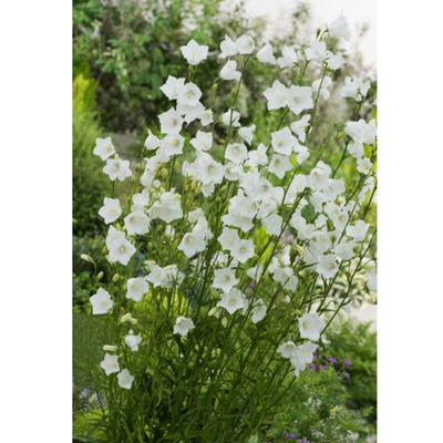 Campanula persicifolia Baracklevelű harangvir&aacute;g